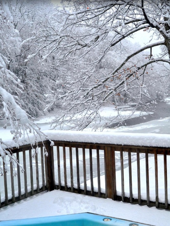 Rhododendron Snowy