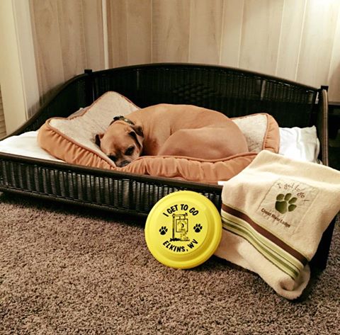 Dog Sleeping on Doggy Bed