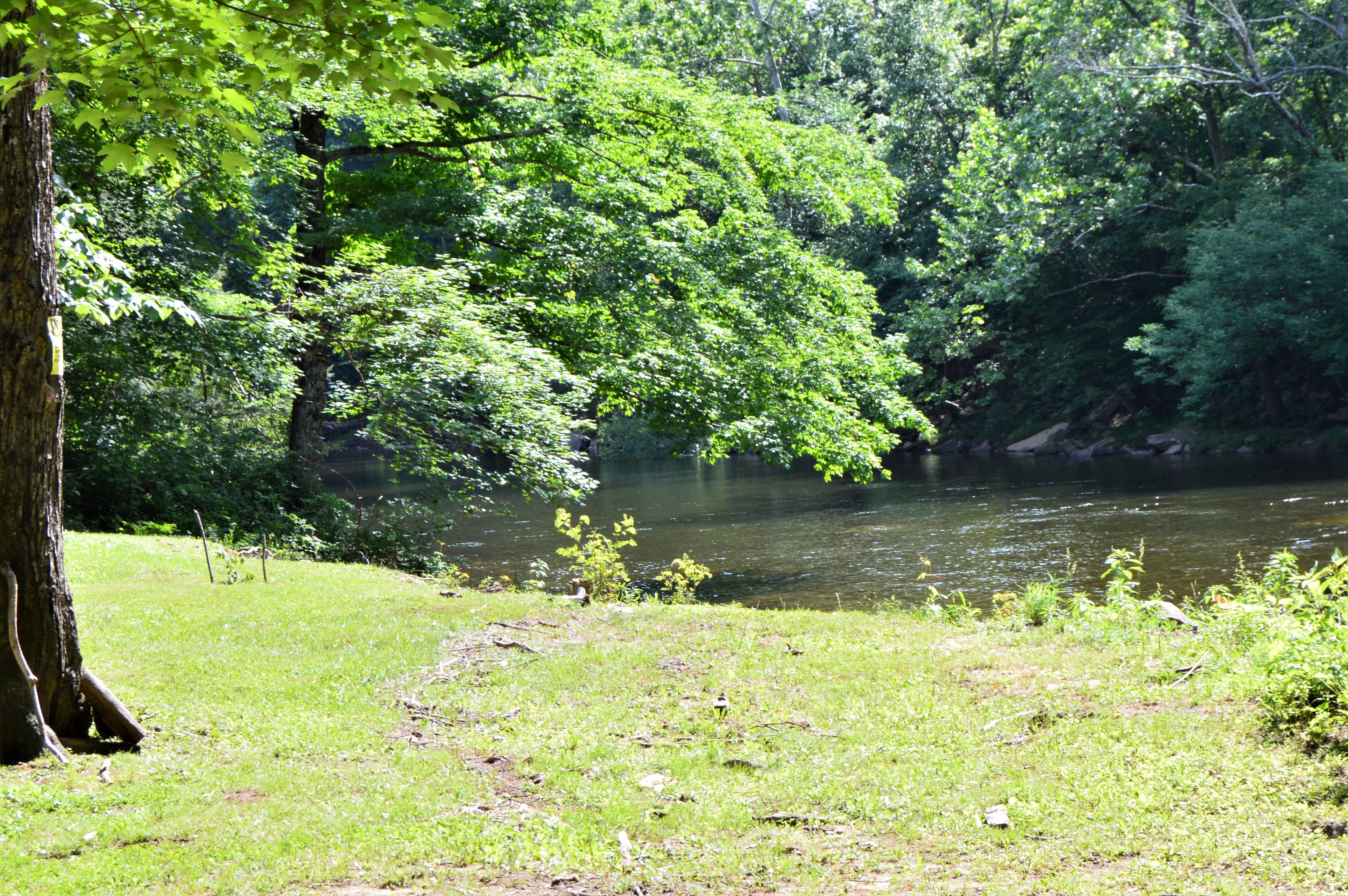 Swinging Vine River Nature View
