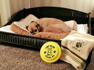 Magnus - Dog Bed